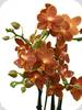 Phal. Belladoro Parfum